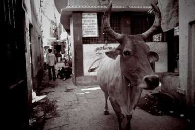 砂川諒：世界一周：インド2