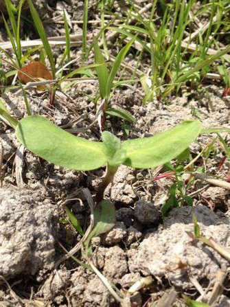 種まきから10日