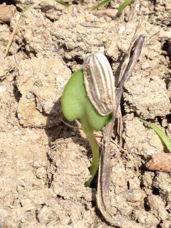 ひまわりの種がくっついてる