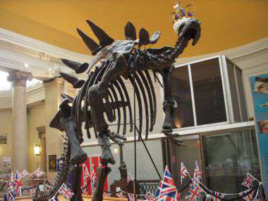 博物館のディスプレイ