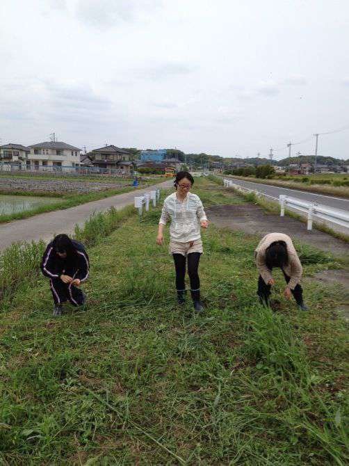 国道沿いの道の種まき