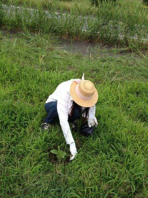 ひまわりの植え替えをしたり