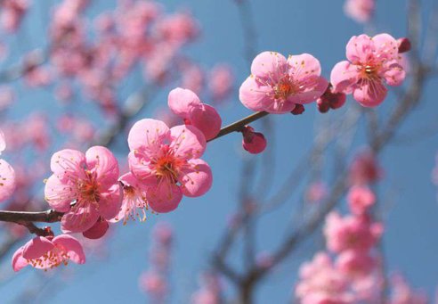 日進キャンパスの梅