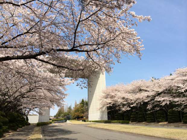 ミレニアムゲートと満開の桜