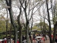 桜が満開です（管理棟南側ウッドデッキコーナー）