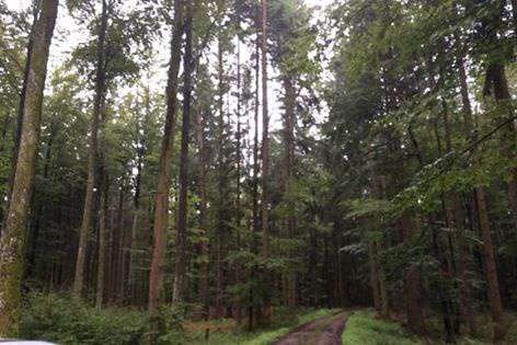 国際ボランティア留学 | ドイツ