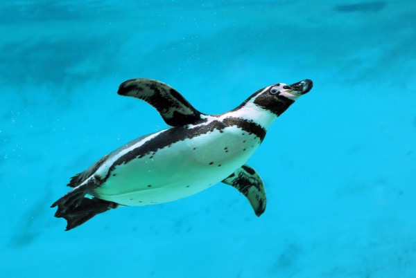 は ファースト ペンギン と ファーストペンギンの経済学