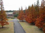 葉の色を赤に染めたメタセコイヤ