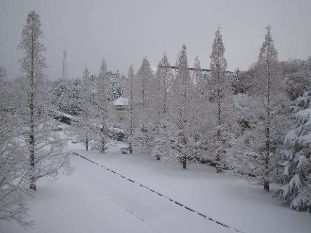 雪化粧したキャンパス