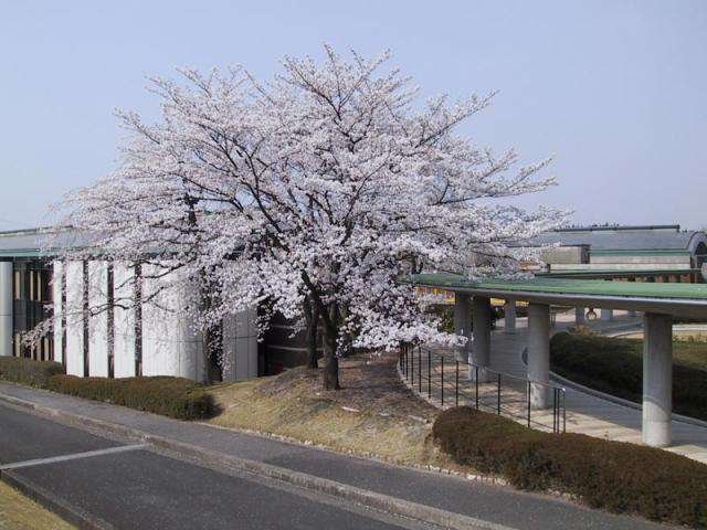 情報センター前の「しだれ桜」