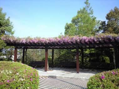 淡紫色の花がきれいな藤棚