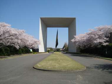 ミレニアムゲートの桜