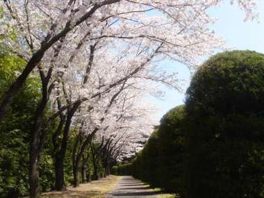 桜回廊
