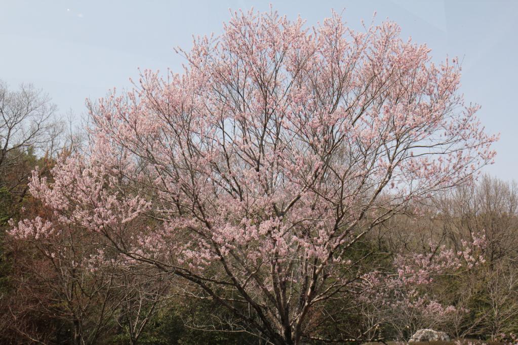 キャンパスの桜